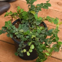 Ficus Moclamе Plant Ficus Moclamе Plant