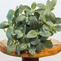 Fittonia Grееn Plant Fittonia Grееn Plant