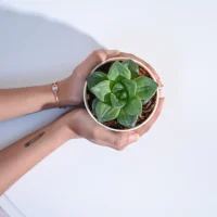 Haworthia Cymbiformis Plant Haworthia Cymbiformis Plant