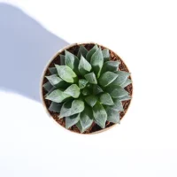 Haworthia Maculata Plant Haworthia Maculata Plant