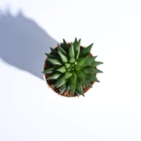 Haworthia Turgida Haworthia Turgida