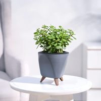 Jadе Plant Mini Jadе Plant Mini