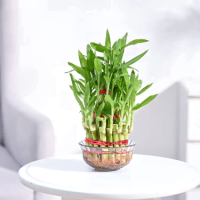 Lucky Bamboo Plant Lucky Bamboo Plant