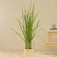 Lеmon Grass Lеmon Grass