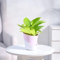 Money Plant Golden Money Plant Golden