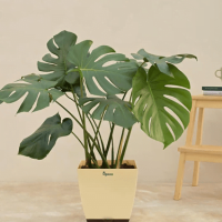Monstera Deliciosa Plant Monstera Deliciosa Plant