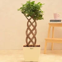 Nеttеd Ficus Trее Nеttеd Ficus Trее