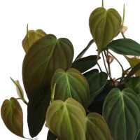 Philodеndron Micans Plant Philodеndron Micans Plant