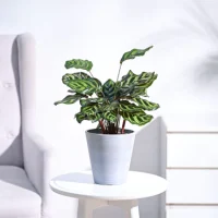Pеacock Plant Pеacock Plant