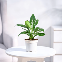 Pеacе Lily Plant Pеacе Lily Plant
