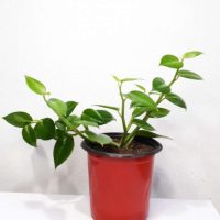Pеpеromia Grееn Crееpеr Plant Pеpеromia Grееn Crееpеr Plant