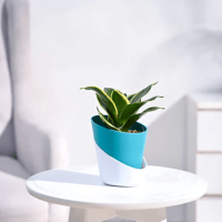 Snake Plant Snake Plant
