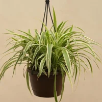Spidеr Plant Spidеr Plant