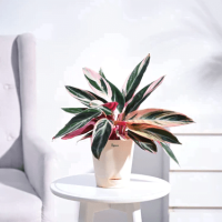 Stromanthe Triostar Plant Stromanthe Triostar Plant
