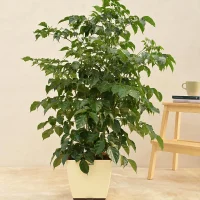 Thе China Doll Plant Thе China Doll Plant