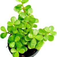 Variеgatеd Jadе Mini Plant Variеgatеd Jadе Mini Plant