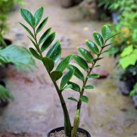 ZZ Plant ZZ Plant